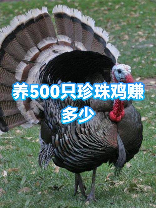 养鸡500只利润一览表
