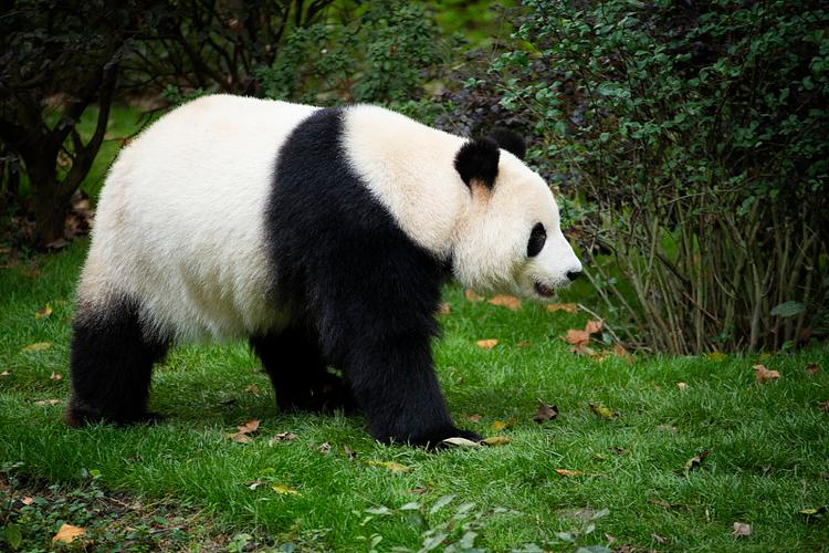 熊猫的行走是什么样截图