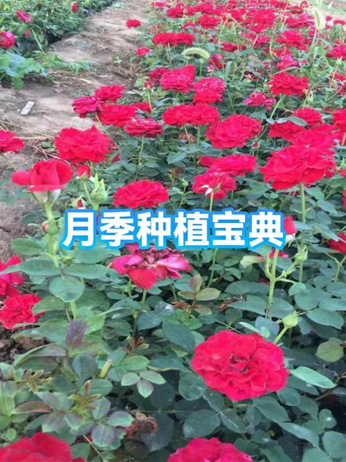 月季花的种类图片名称游戏截图