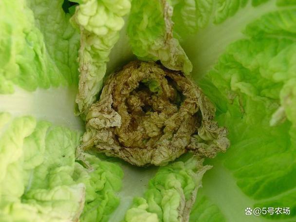 白菜地省钱导购网