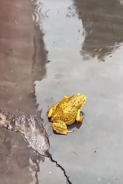 蟾宫代表什么动物