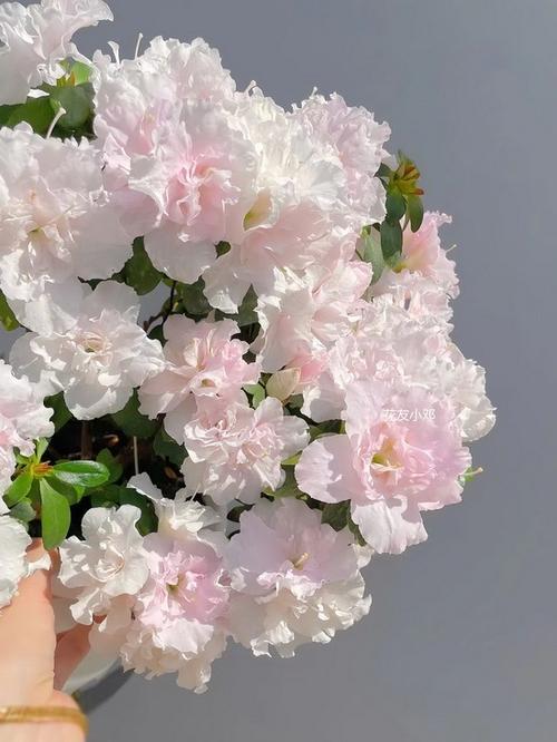 超漂亮的花