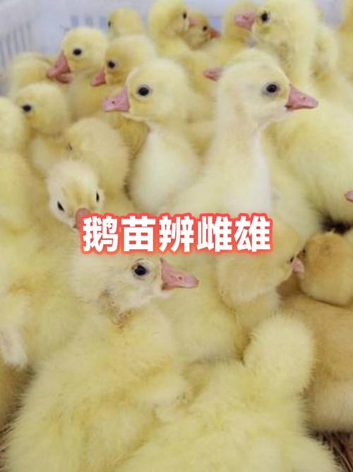 雌雄公母对照图图标