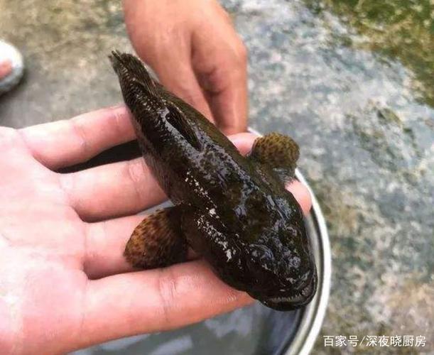 清道夫放家里大忌