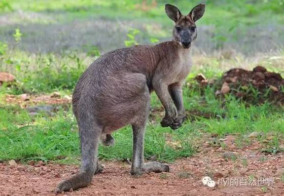 袋鼠红酒wallaroo