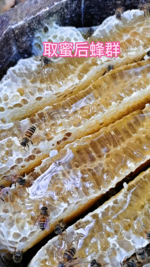 子脾和蜜脾视频