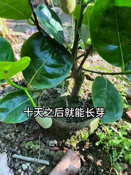 菠萝蜜能种在盆栽里吗