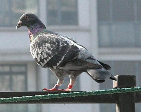 家里突然来了鸽子预示什么