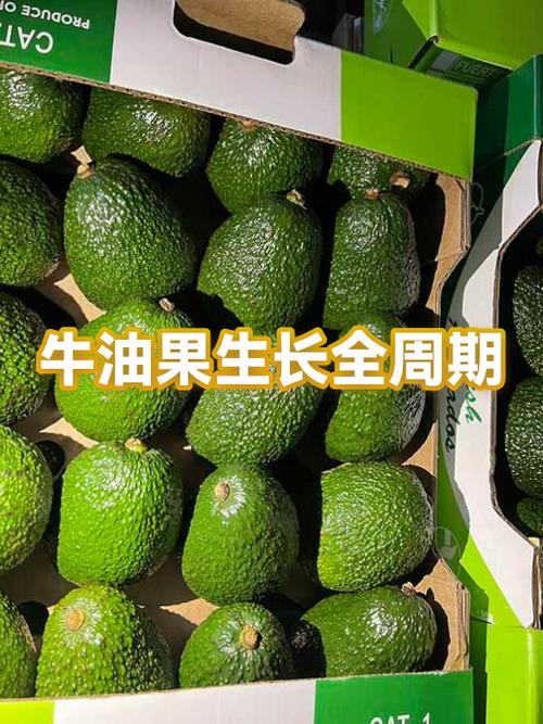 牛油果苗多少钱一棵缩略图