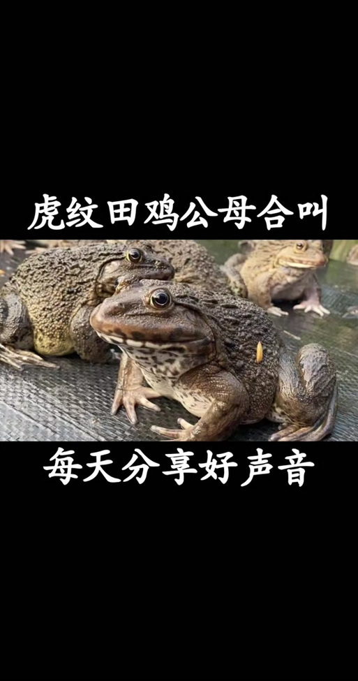 泰国虎纹蛙叫声