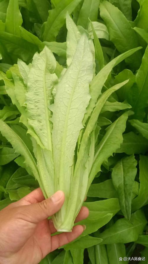 油麦菜还叫什么图标