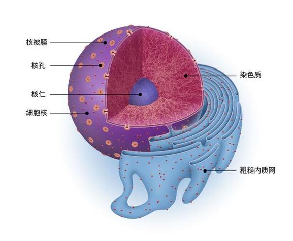 所有细胞都有细胞核吗