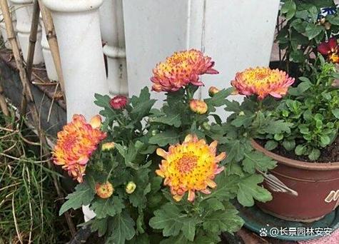 菊花多久浇一次水