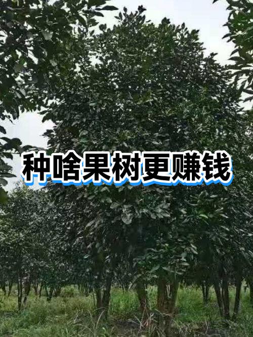 现在种什么果树赚钱