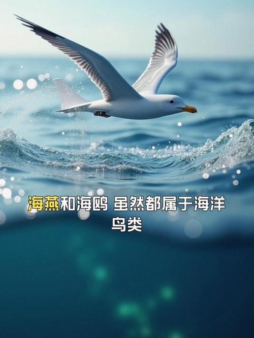 海鸥和多米哪个质量好