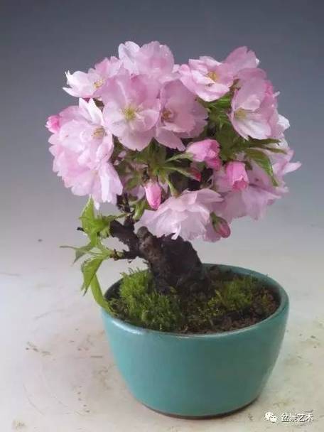 樱花怎么繁殖
