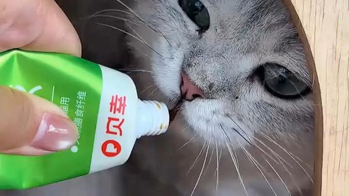 猫吃毛球怎么促进排出