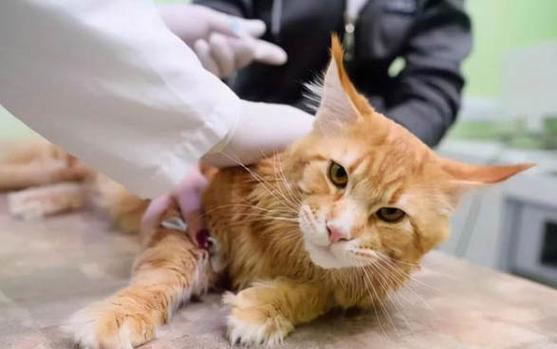 主人回家后猫咪一直叫游戏截图