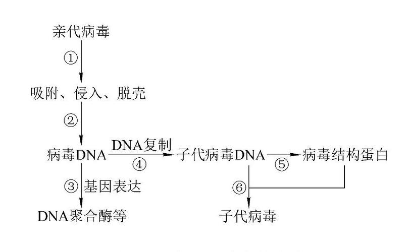 高中必记的DNA病毒