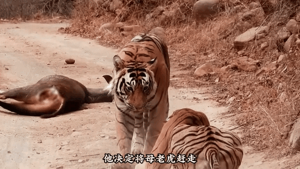 雌虎和雄虎哪个厉害