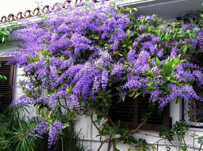 蓝花藤是吉花还是凶花