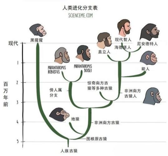 物种起源升级顺序