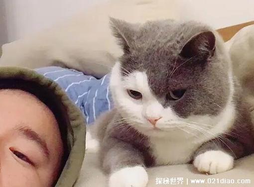 吸猫是什么意思