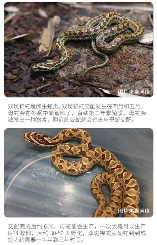 蛇攻[双]与佛子山神