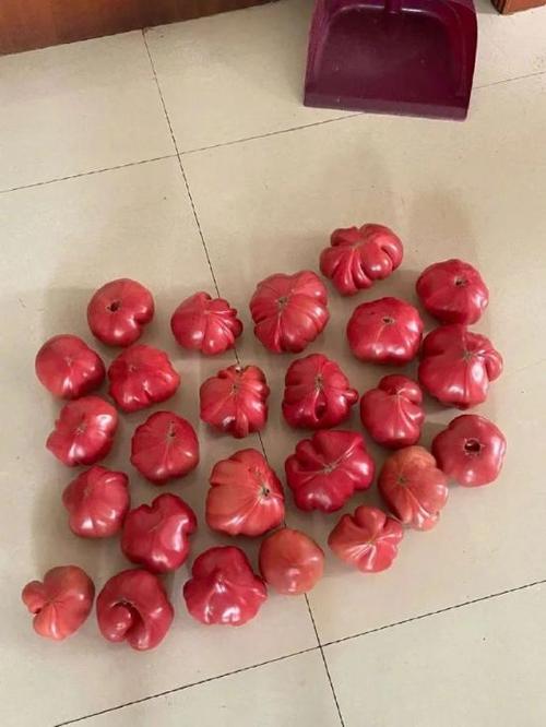 桥豆麻袋是什么意思网络用语