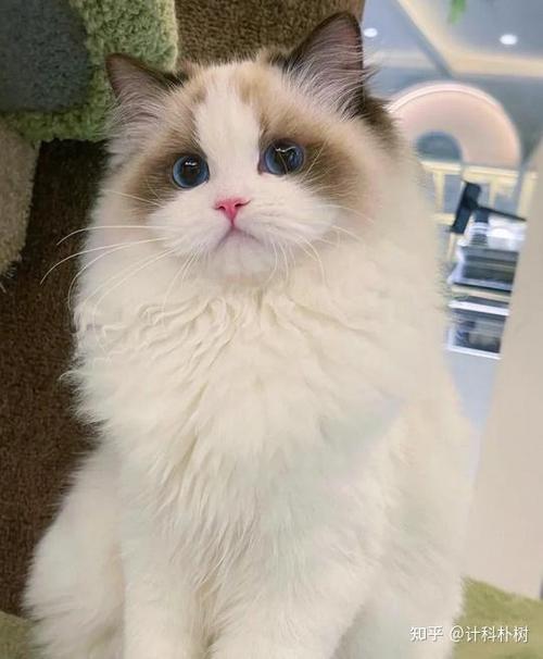 小猫咪图片真实缩略图