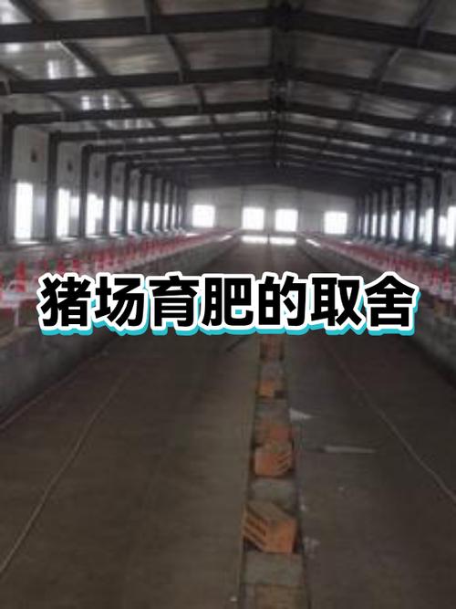 育肥猪的饲养管理