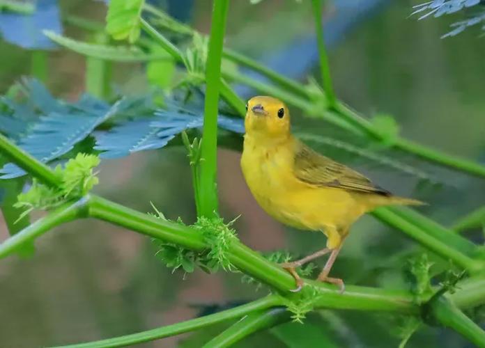 黄鸟下号教程 2个回答