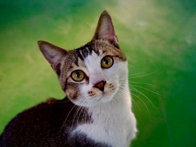 画质猫10.4.apk下载安装