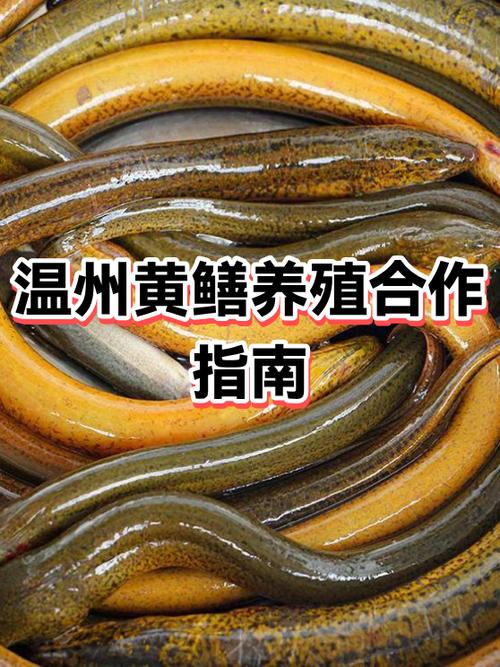 中国水产养殖网黄鳝最新价格