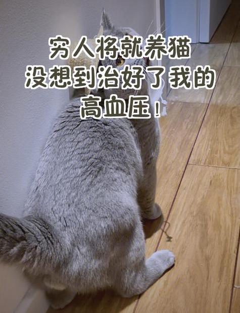 穷人的加菲猫食谱