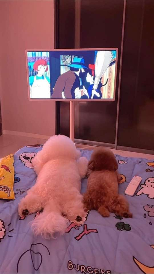 狗狗喜欢看什么电视截图