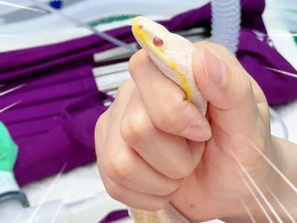 仓鼠死了扔了会倒霉吗