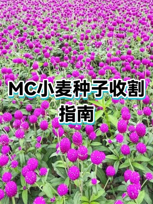 我的世界小麦怎么收割