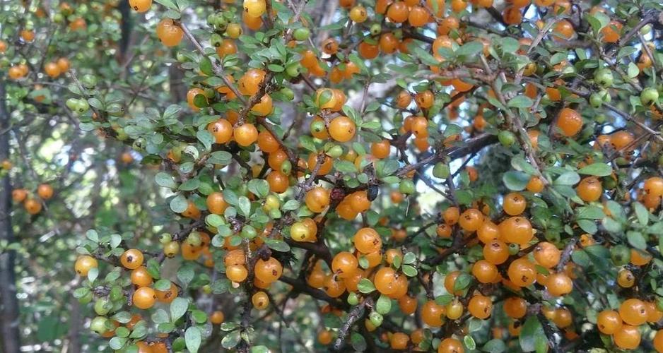 苹果怎么隐藏信息图标