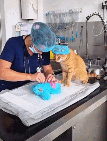 猫咪星状病毒能治好吗