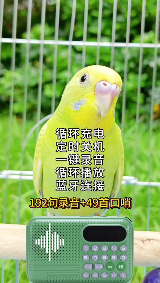 鹦鹉学说话的录音
