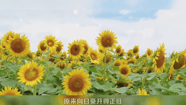向日葵远程打卡