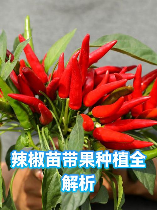 辣椒是否可以托运
