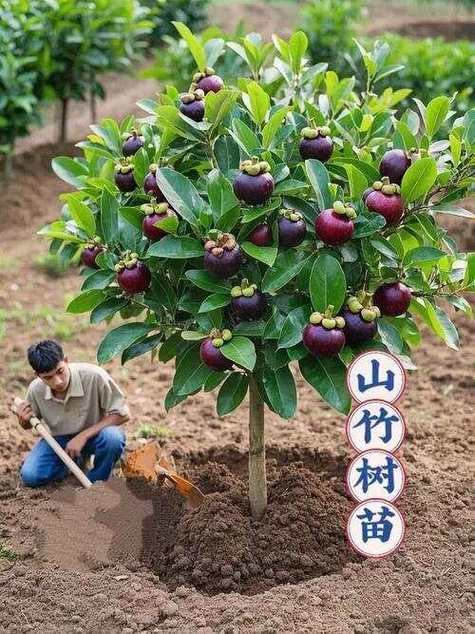 一年四季果树有什么树截图