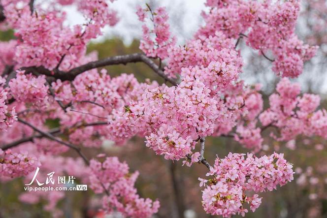 上海樱花2026最佳花期