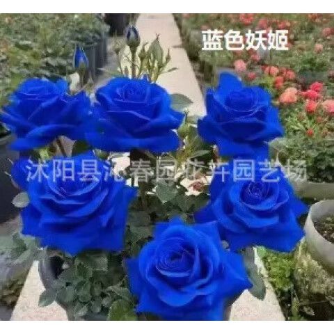 蓝色妖姬种植需要注意什么?
