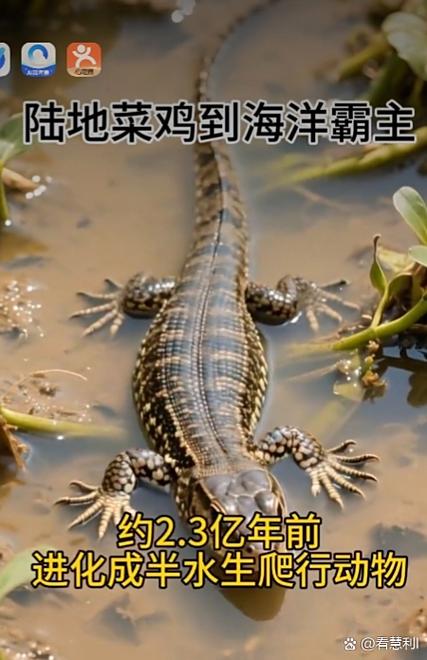 海龟的进化过程