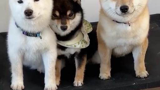 黄柴犬和黑柴犬一起的图缩略图
