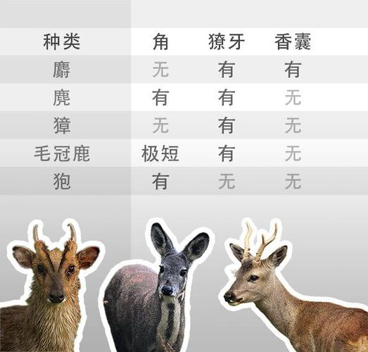 獐子和狍子和麂子截图