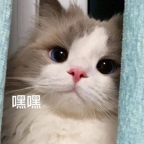 表情包猫咪缩略图